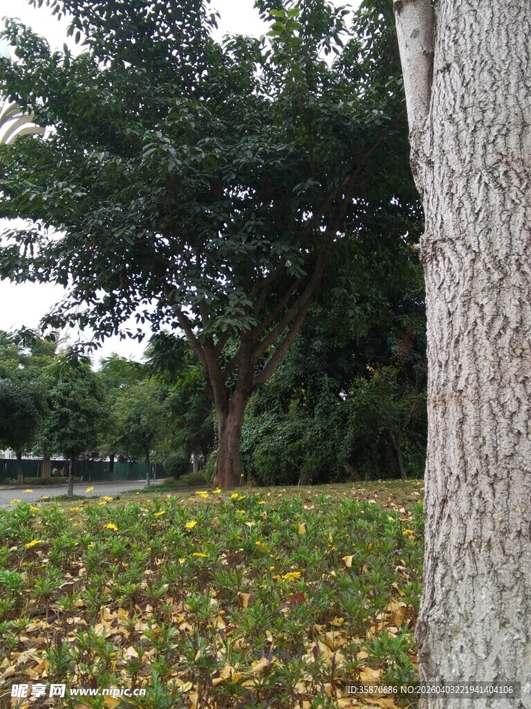 秋日树下落叶景致