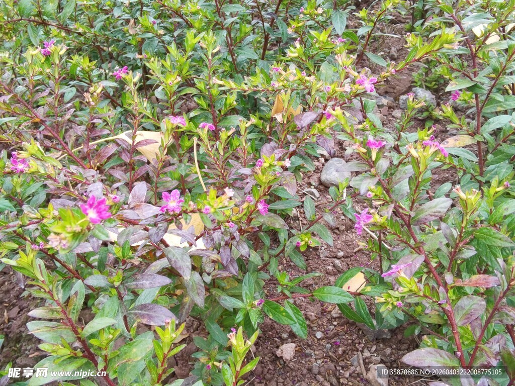 多彩花卉植物景观