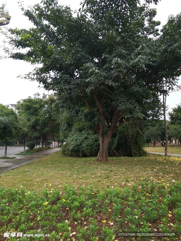 公园中的绿树与花草景观