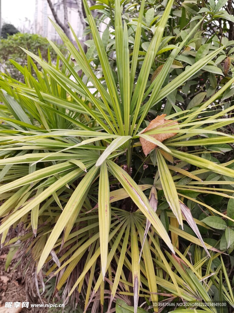 翠绿龙舌兰植物特写