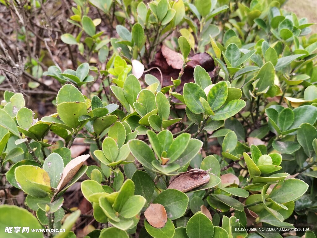 绿叶植物特写