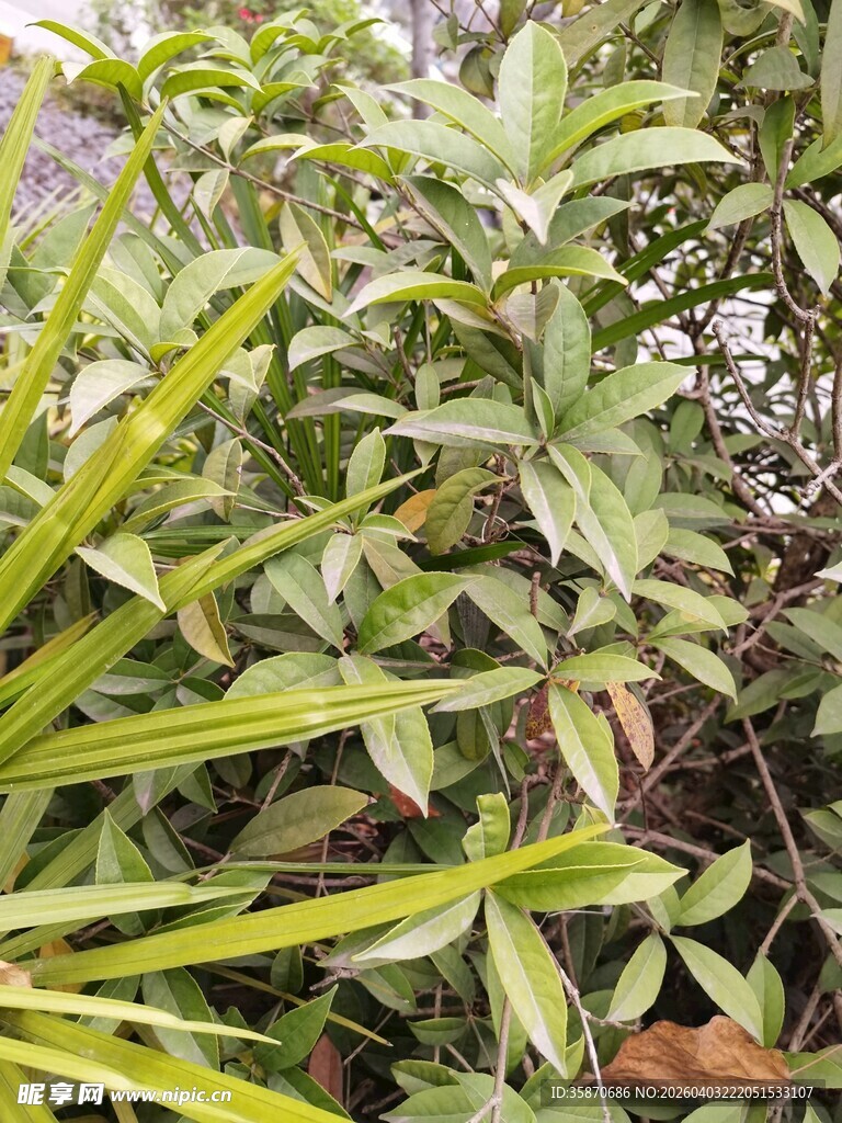 绿叶繁茂的植物景观