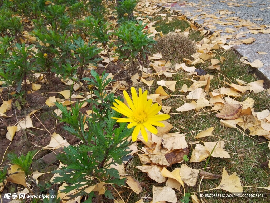 秋景中绽放的黄色小花