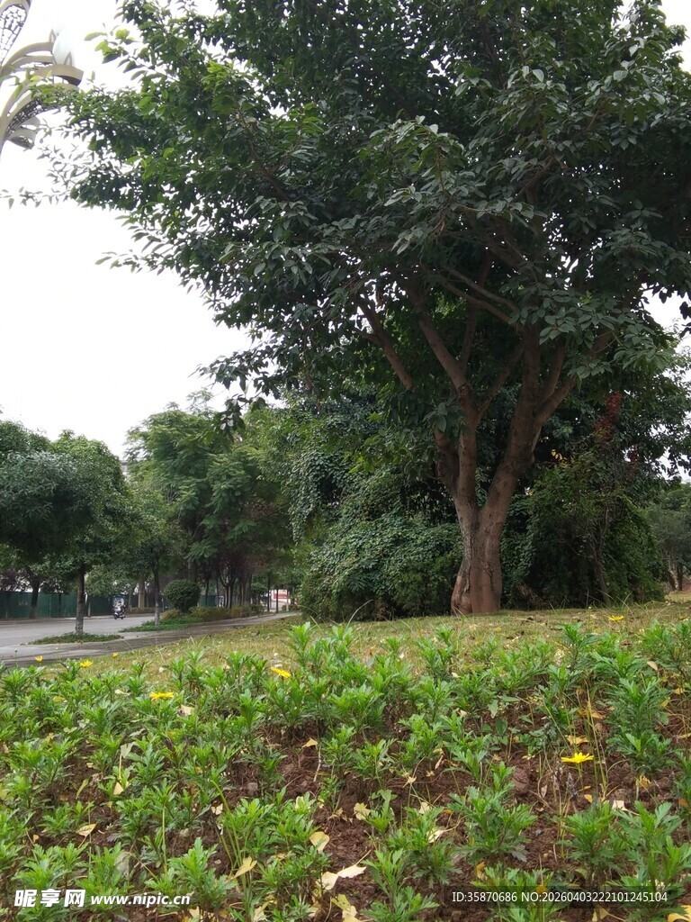 路边绿意盎然的植物与大树