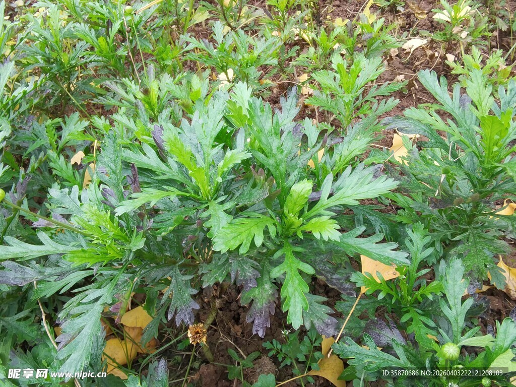 嫩绿艾草生机勃勃