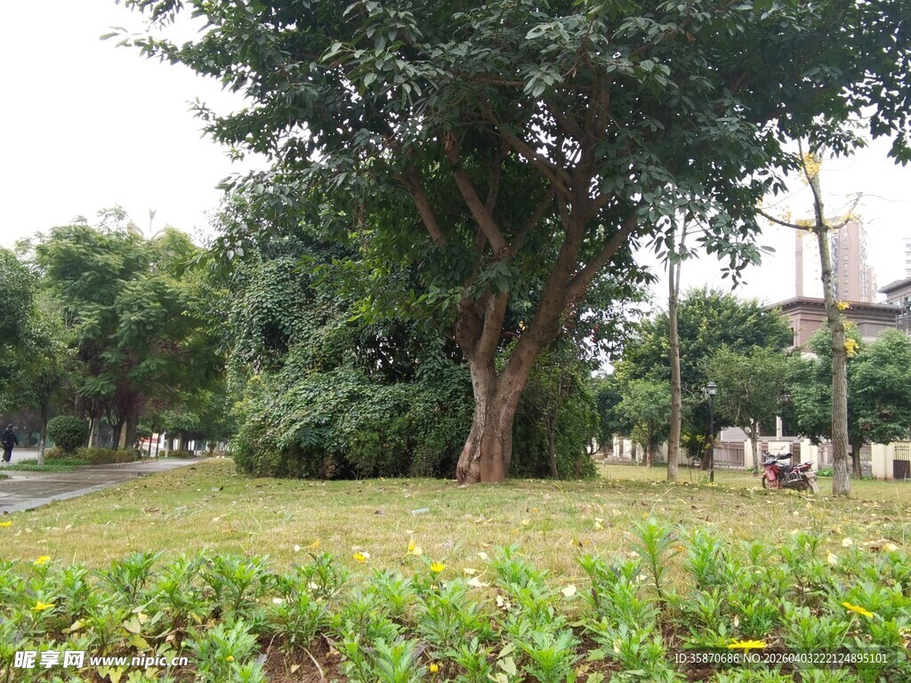 城市公园绿意盎然景致