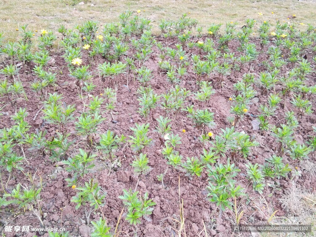 农田里的绿色幼苗
