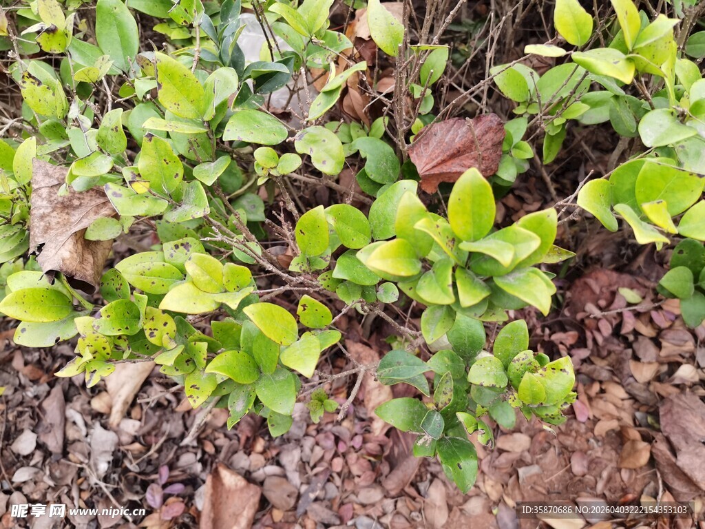 绿叶植物近景特写