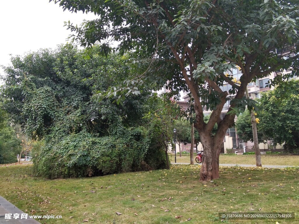 公园绿树草地景致