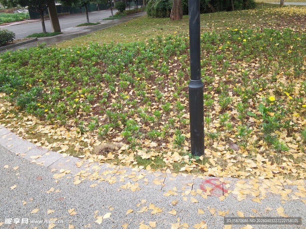 秋日路边落叶景致