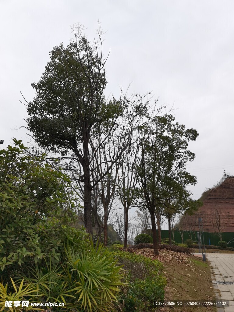 园林景致中的树木与建筑