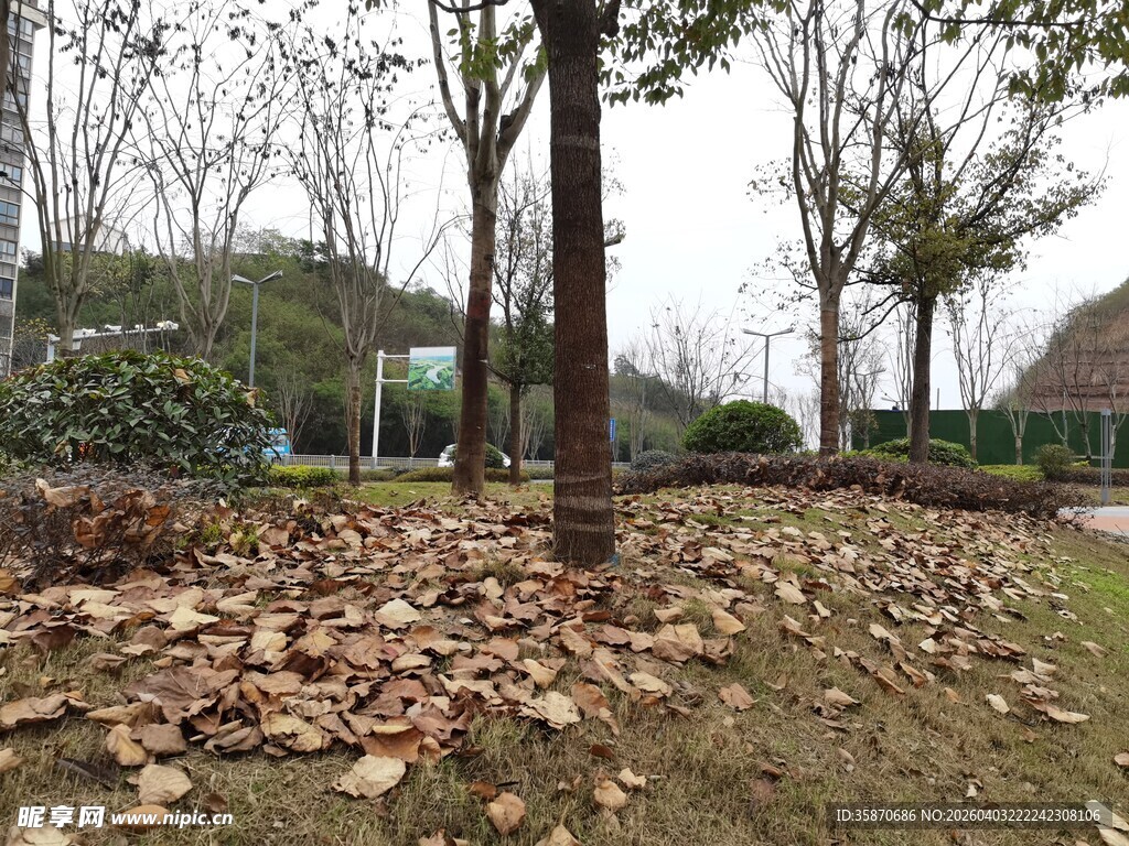 秋日树林落叶景致