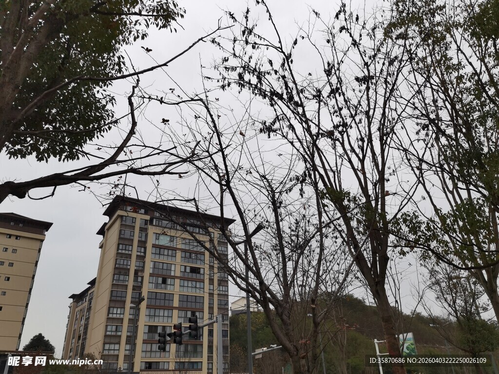 楼前树木与阴沉天空景象