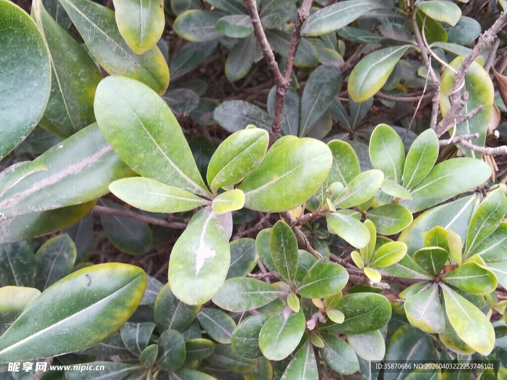 翠绿饱满的多肉植物叶片