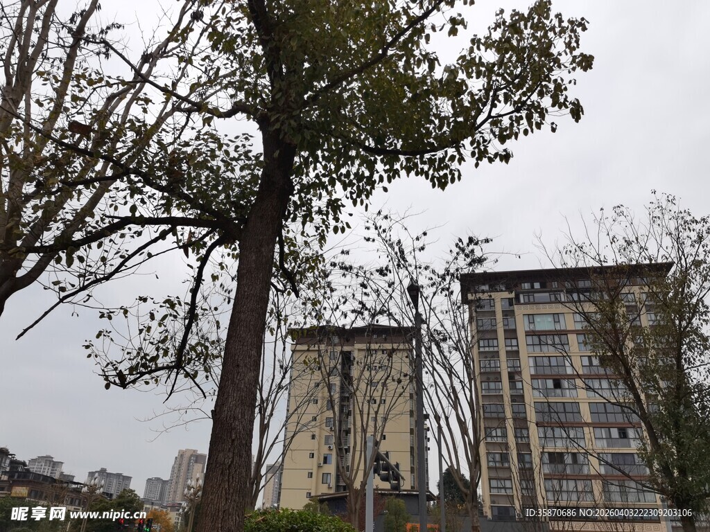 城市中树木旁的两栋建筑
