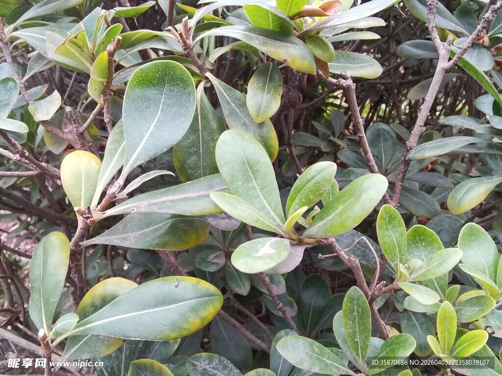 绿叶繁茂的植物景观