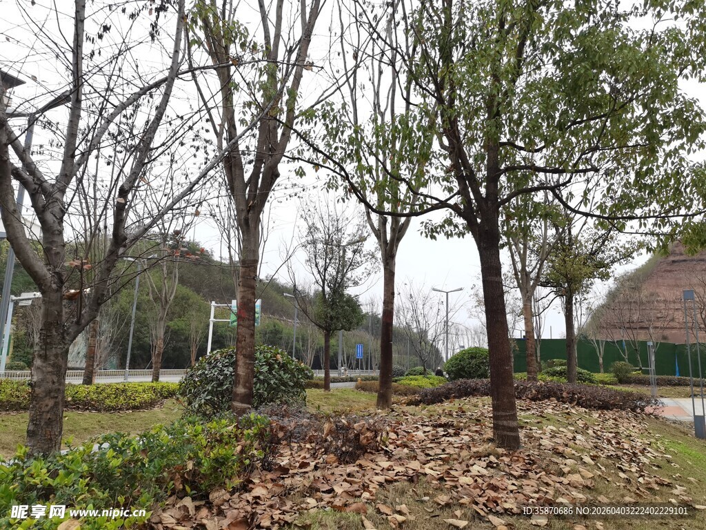 冬日公园落叶树木景观
