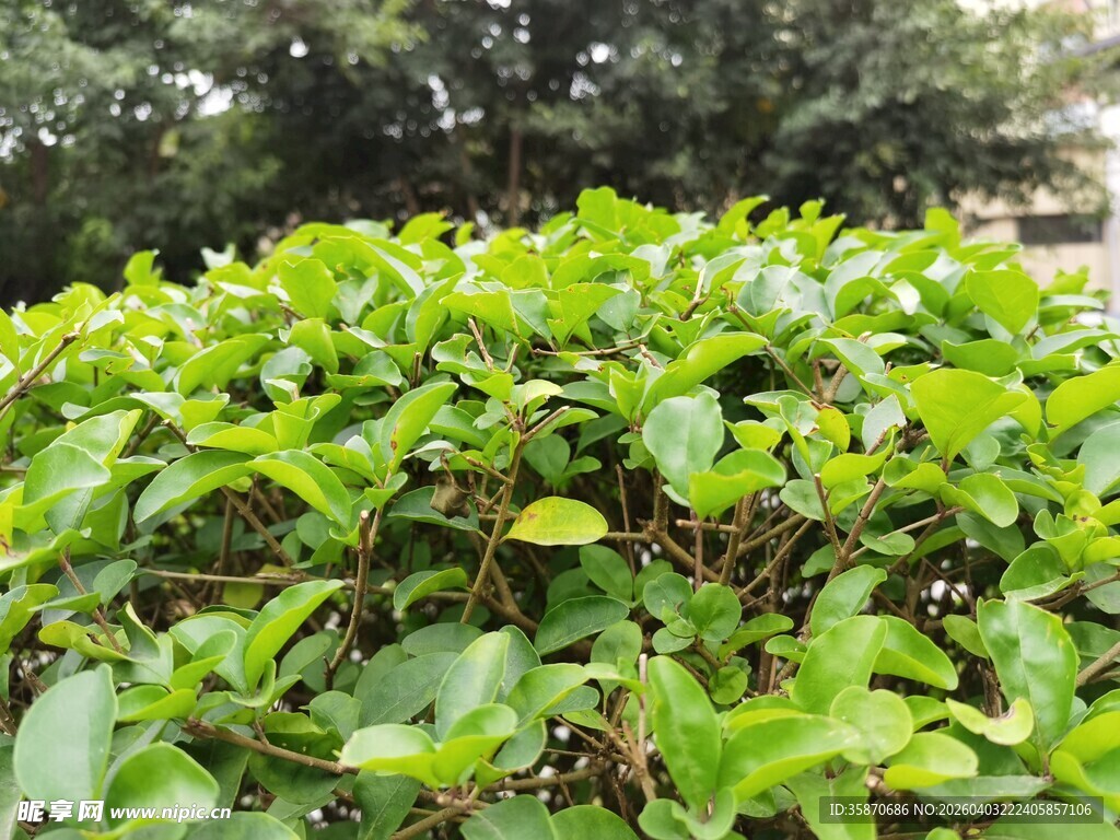 翠绿繁茂的灌木丛