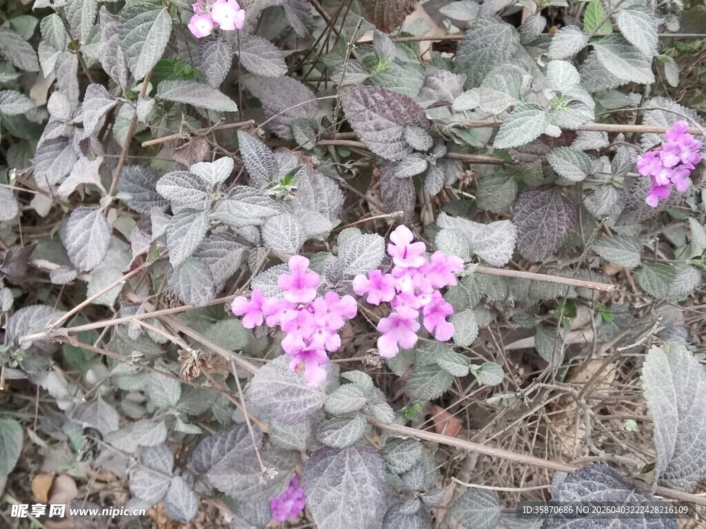 灰叶间的粉紫色小花