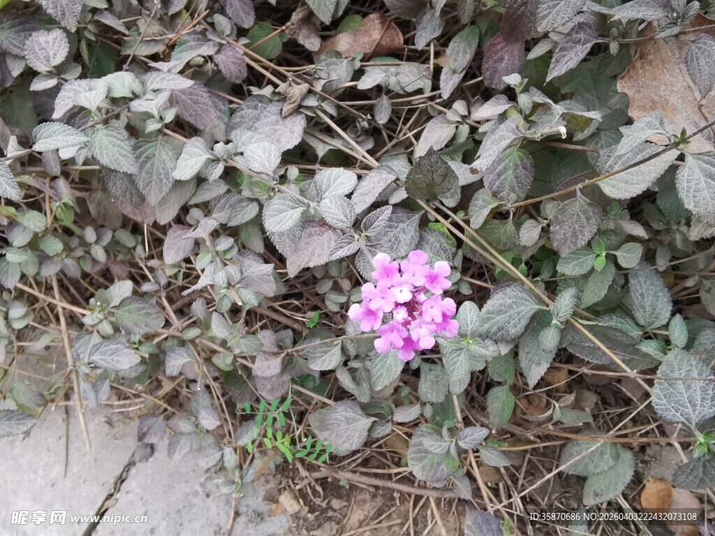 石缝中绽放的娇艳小花