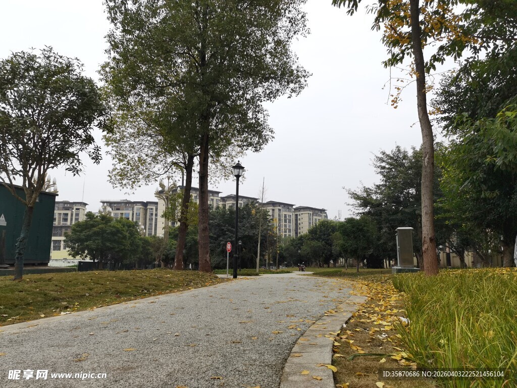 宁静的林间小路