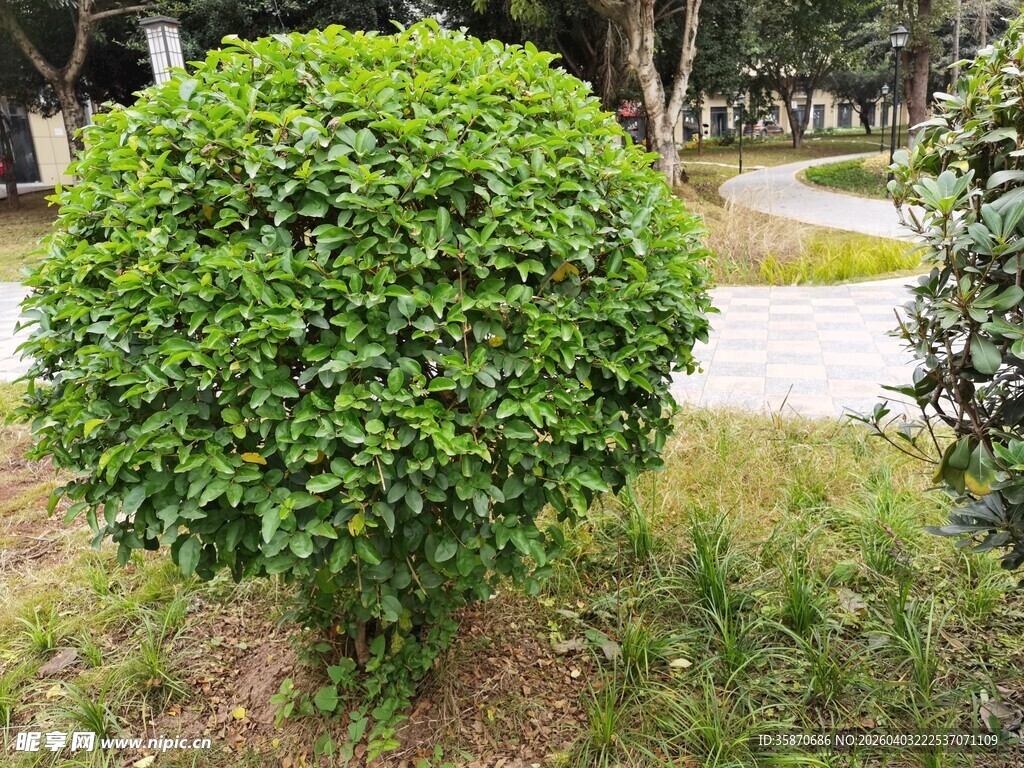 球形绿植景观