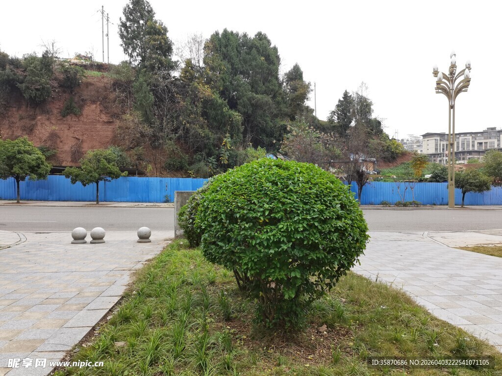 庭院中的修剪整齐绿植