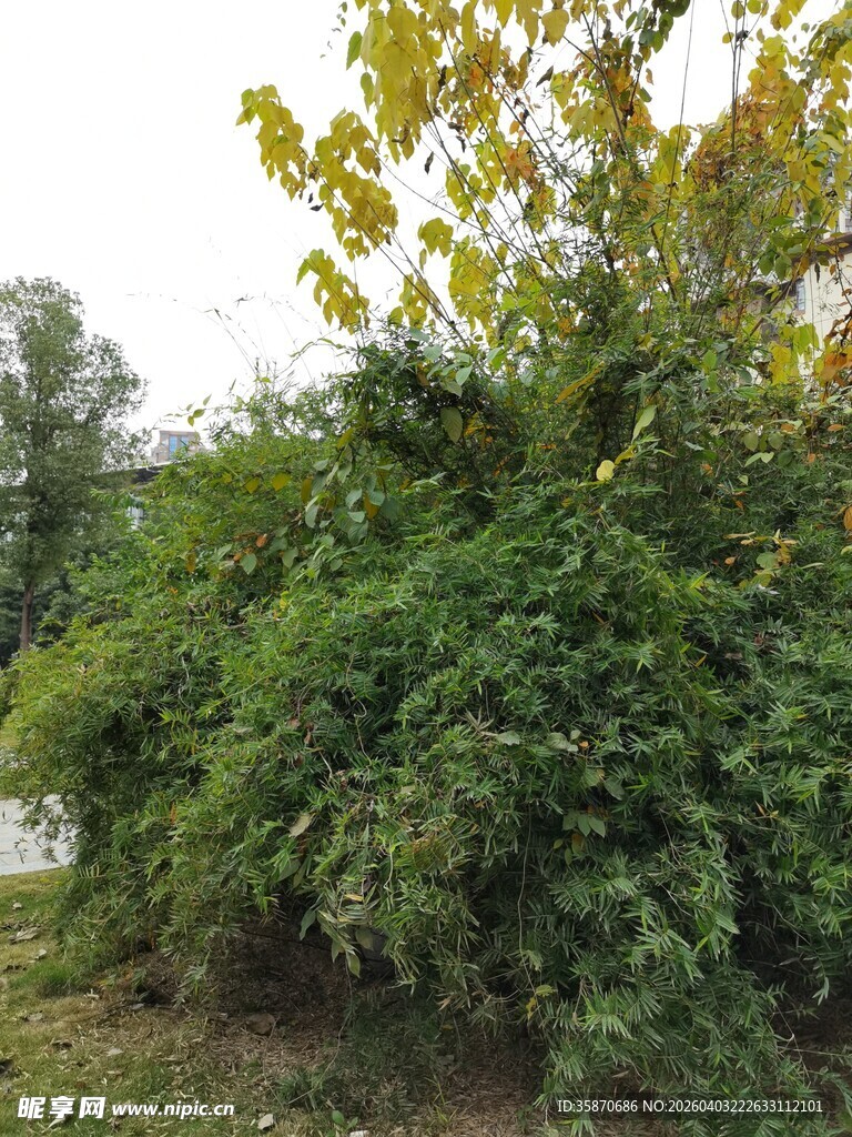 繁茂绿植景观