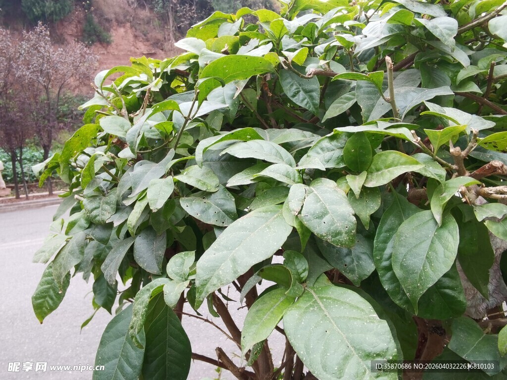 绿叶繁茂的植物