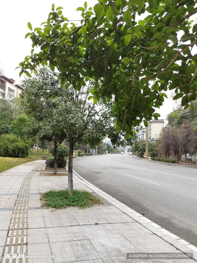 街道旁的绿树与整洁步道