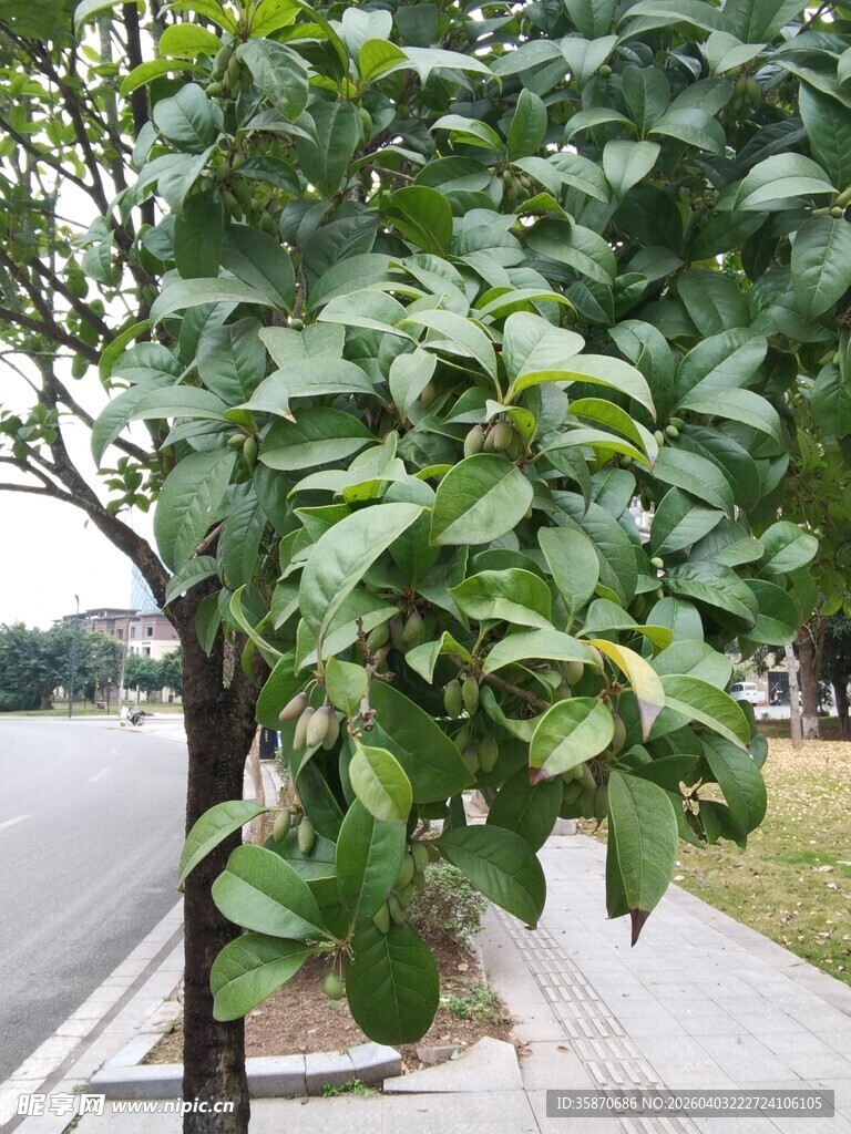 路边繁茂绿植
