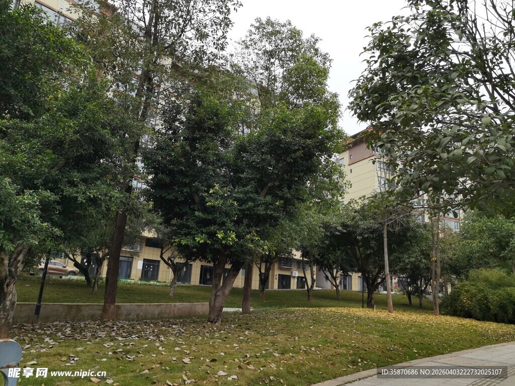 校园林荫草地景致