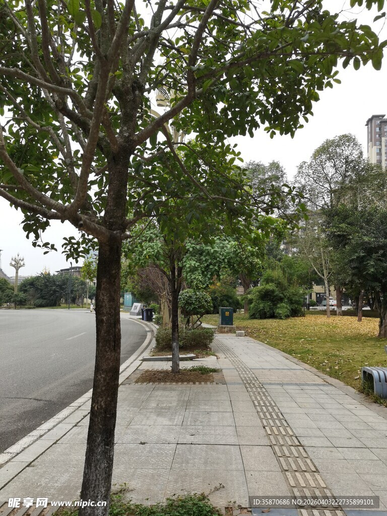 城市林荫人行道风景