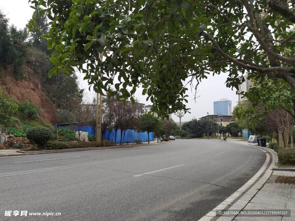 城市林荫街道景致