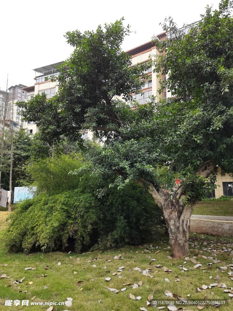 庭院中的繁茂绿植