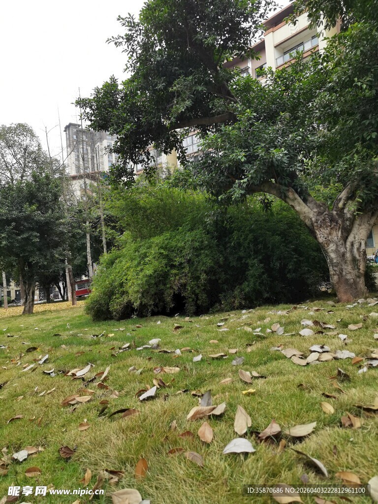 公园草地落叶与绿植景观
