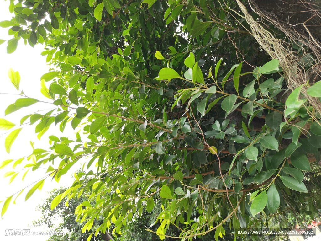 繁茂绿植生机勃勃的景象