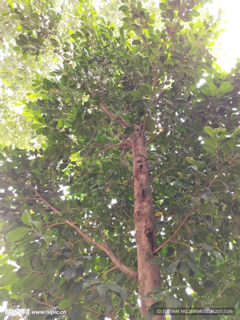 高大繁茂的绿树