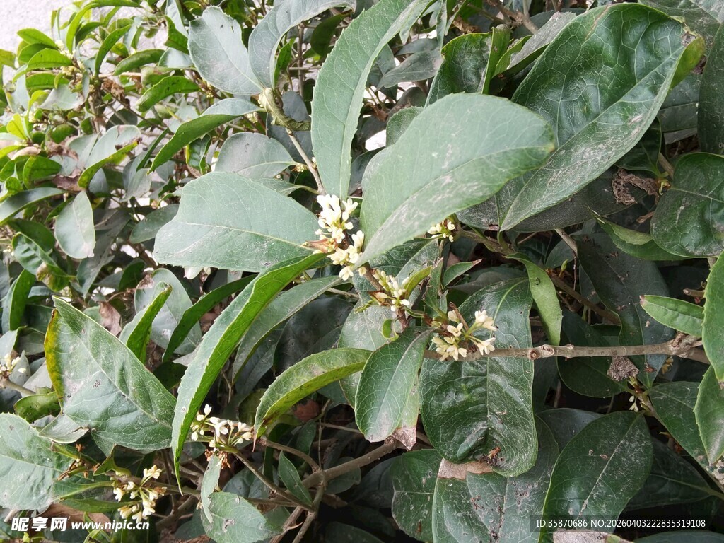 绿叶间的小果植物