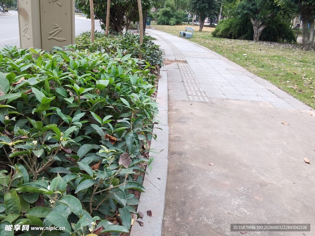小区内的绿植小径
