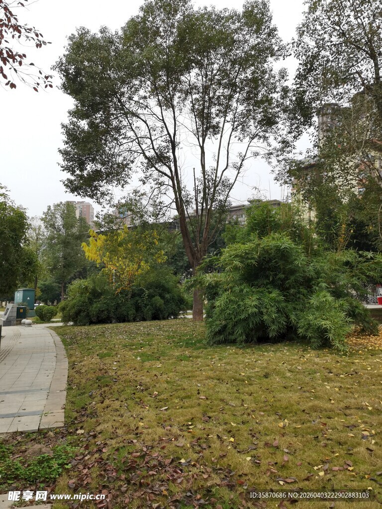 户外绿意盎然的自然场景