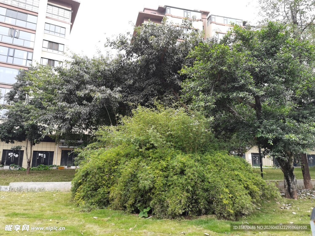 城市中葱郁的绿植景观