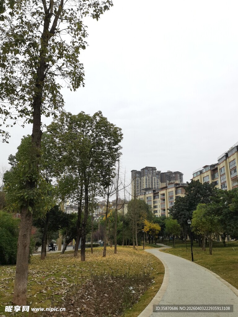 小区旁的宁静林荫小道