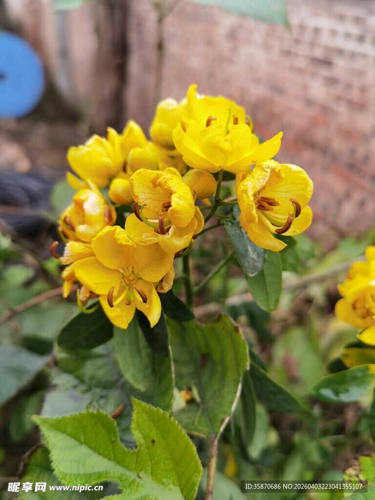 黄色娇艳花卉绽放