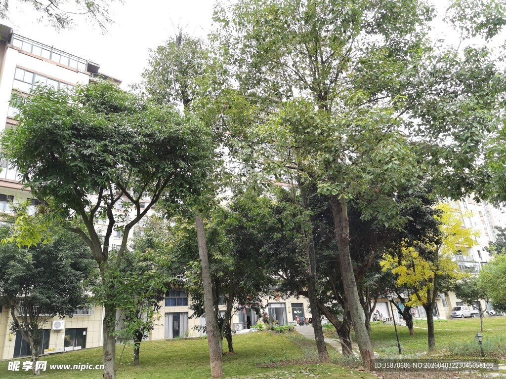 城市中葱郁繁茂的树木景观