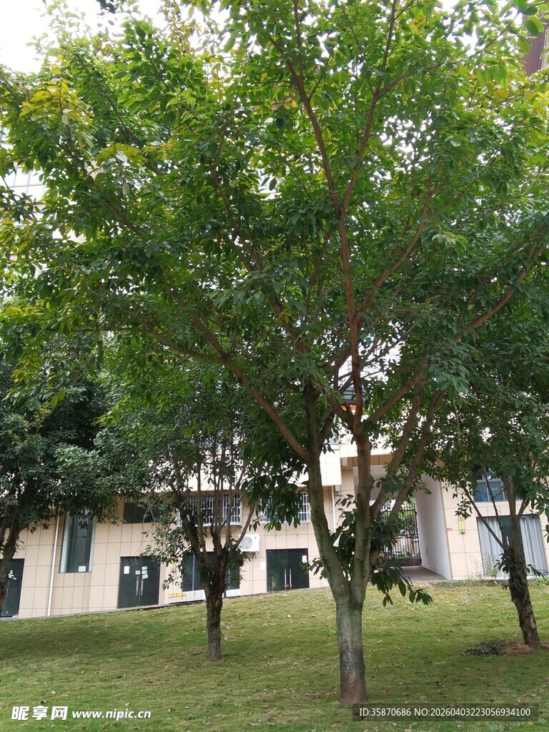校园绿树成荫的宁静景致