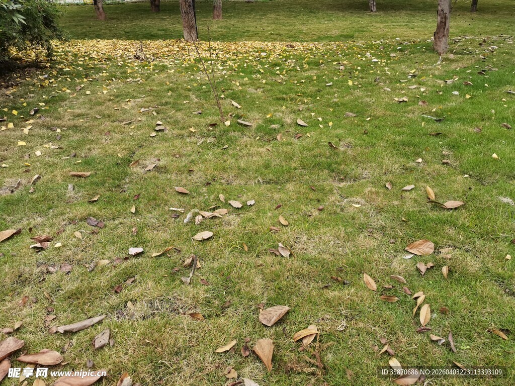 秋日草地落叶景致