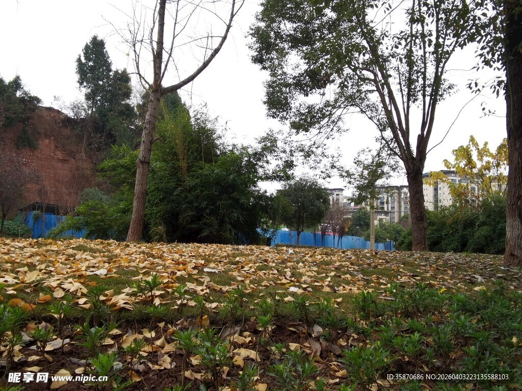 秋日公园落叶景致