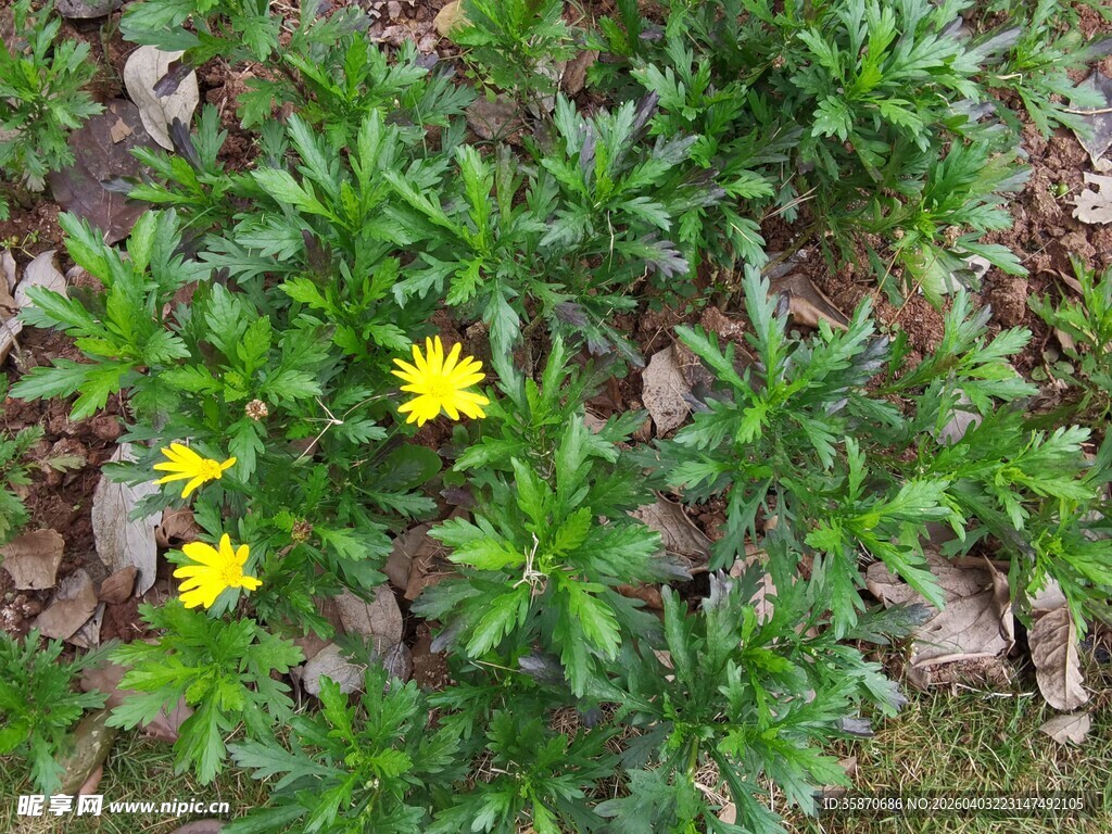 绿叶丛中的黄色小花