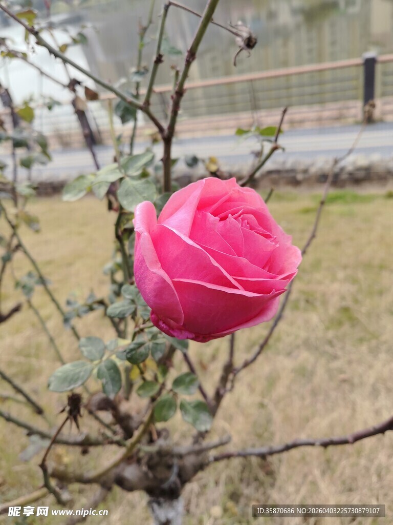 枝头独绽的艳丽粉色玫瑰